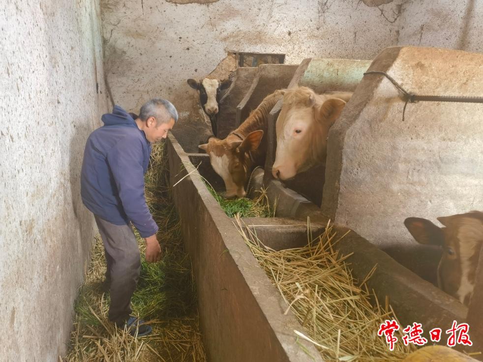 5月11日,羅抗軍給黃牛喂飼料.jpg